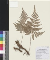 藏品(海州骨碎補)的圖片